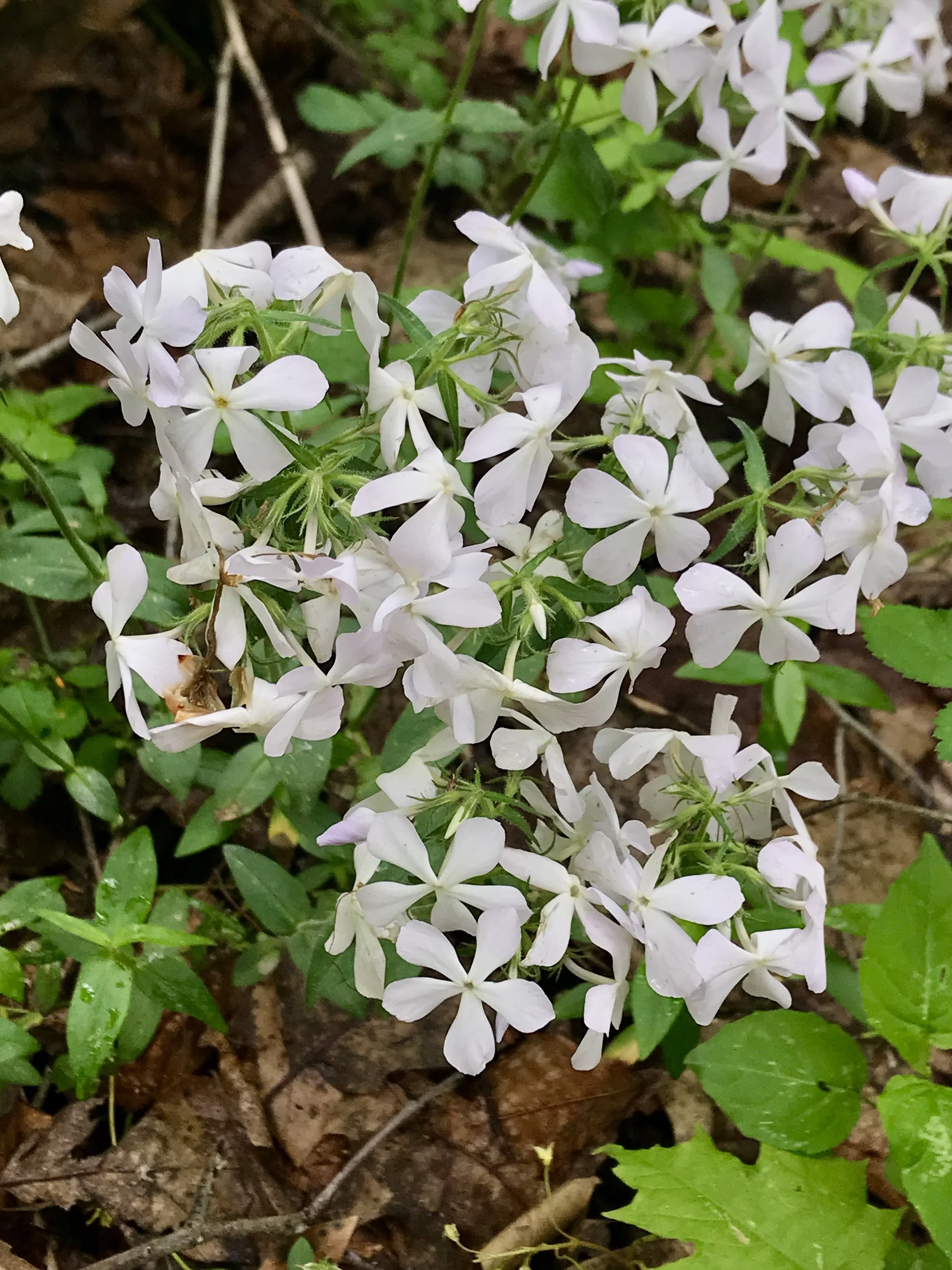 Wood Phlox (Phlox divaricata) — Wild Ginger Woodlands